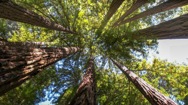Best Tree Cabling and Bracing  in Westport, WA
