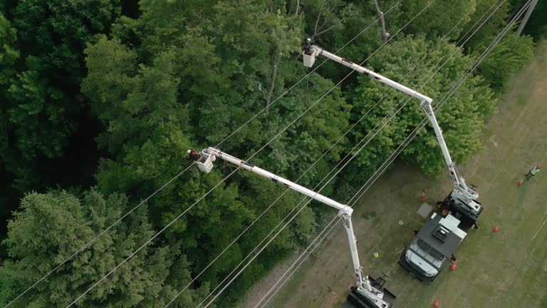 Best Fruit Tree Pruning  in Westport, WA