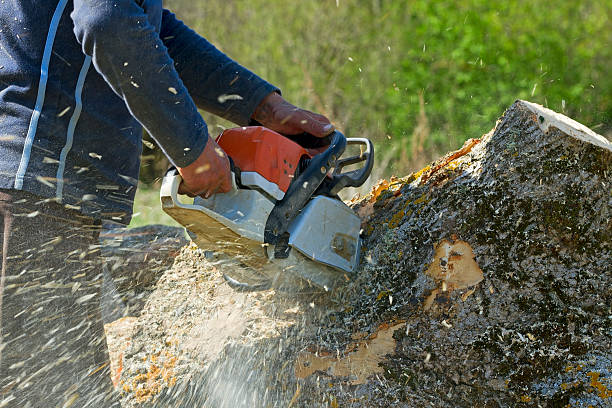  Westport, WA Tree Services Pros